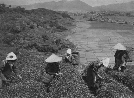 Photographe non connu : culture de thé en terrasse, paysage de rizières.