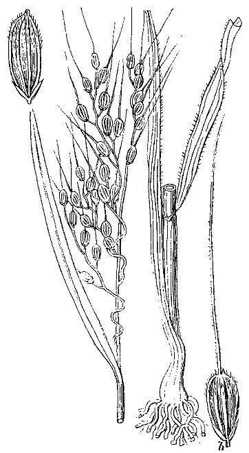  riz Oriza sativa japonica