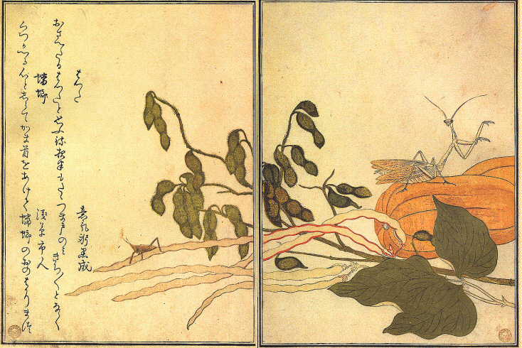 Utamaro, mante religieuse, soja, courge et sauterelle