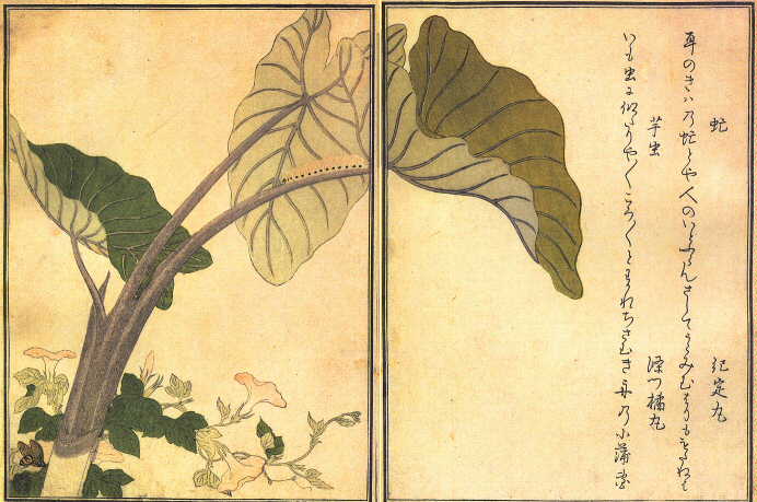 Taro Utamaro, le livre des insectes.