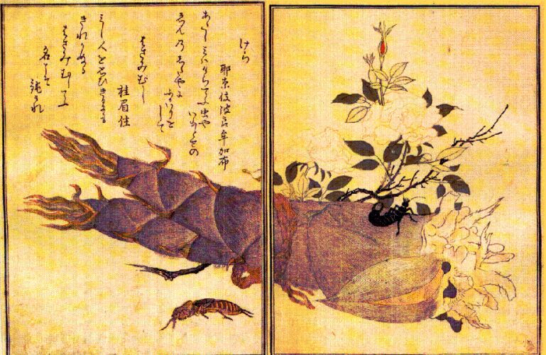 Utamaro Courtilière et perce oreille sur une pousse de bambou