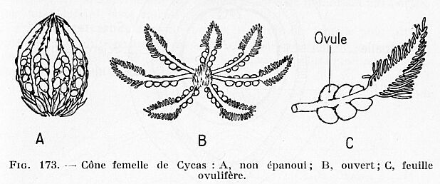 Boué et Camefort, Reproduction et biologie des principaux groupes végétaux les cormophytes ou archégoniates, Doin Deren et cie, Paris 1969