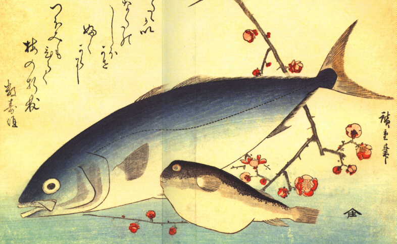 HIROSHIGE : Un banc de poisson (1832) Buri ( Sériole ) et Fugu ( Tétrodon